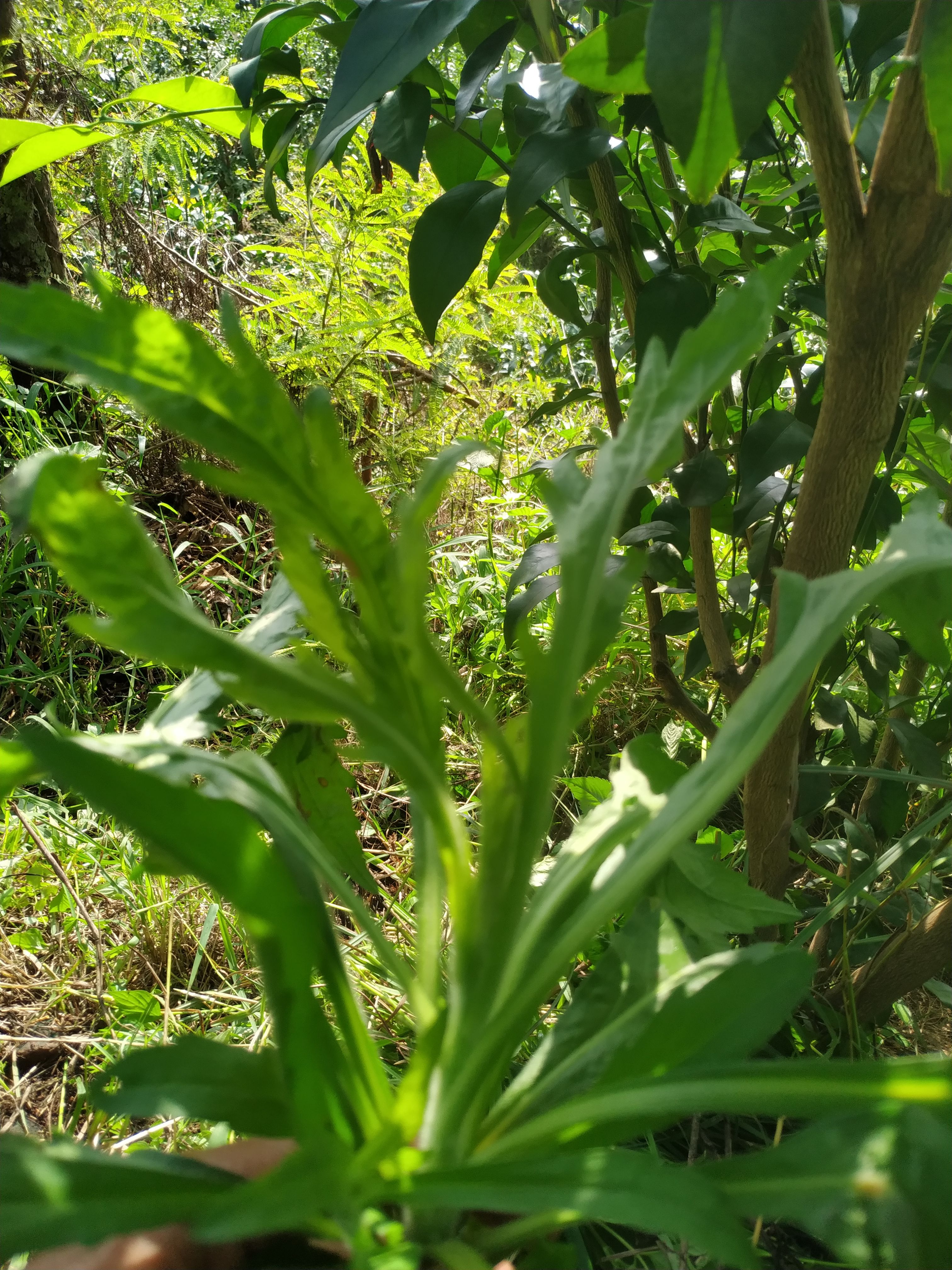 小蓬草  飞蓬草纯，不存在化肥农药，按客户需求鲜干均可以。