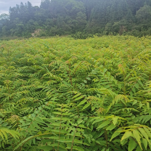 奉新县南酸枣树苗  供应南酸枣小苗，一年南酸枣小苗价格，产地江西南酸枣批发市场