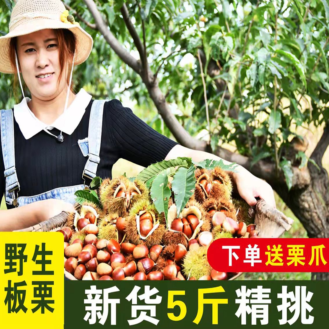 [爆品特卖]新鲜丹东生板栗东北大板栗油栗子菜栗子