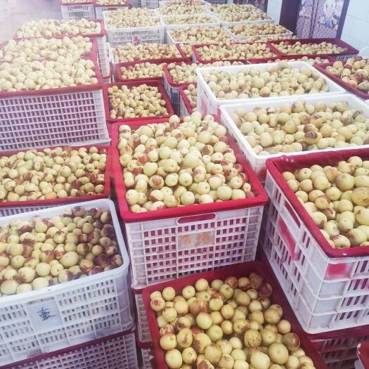 大荔县 大荔冬枣可走市场可走社区