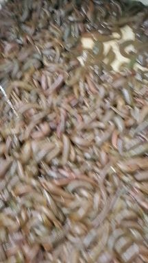 精品菲牛蛭母种