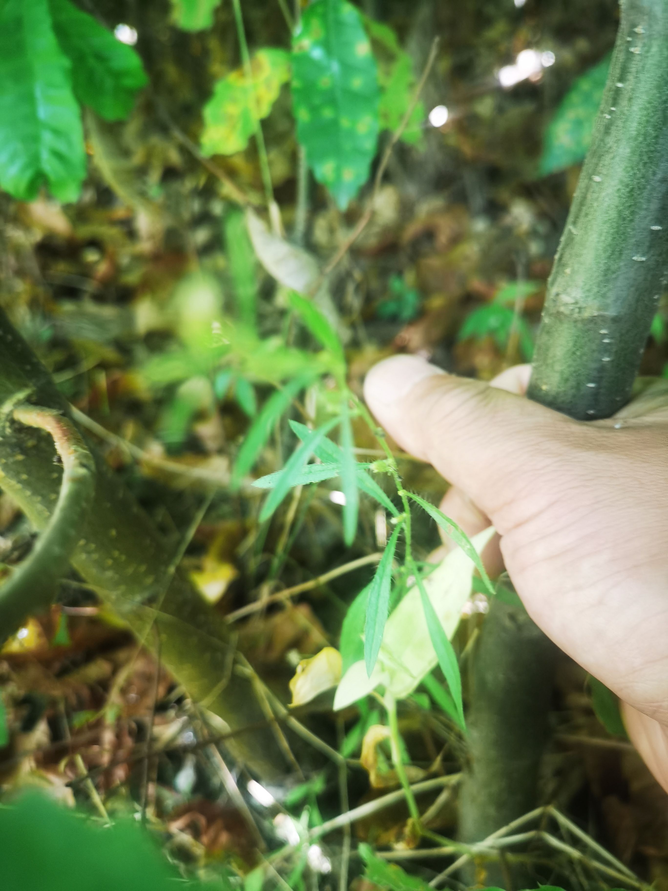 油栗苗  三年生油栗子苗预订，马上就要销售啦！欲购从速