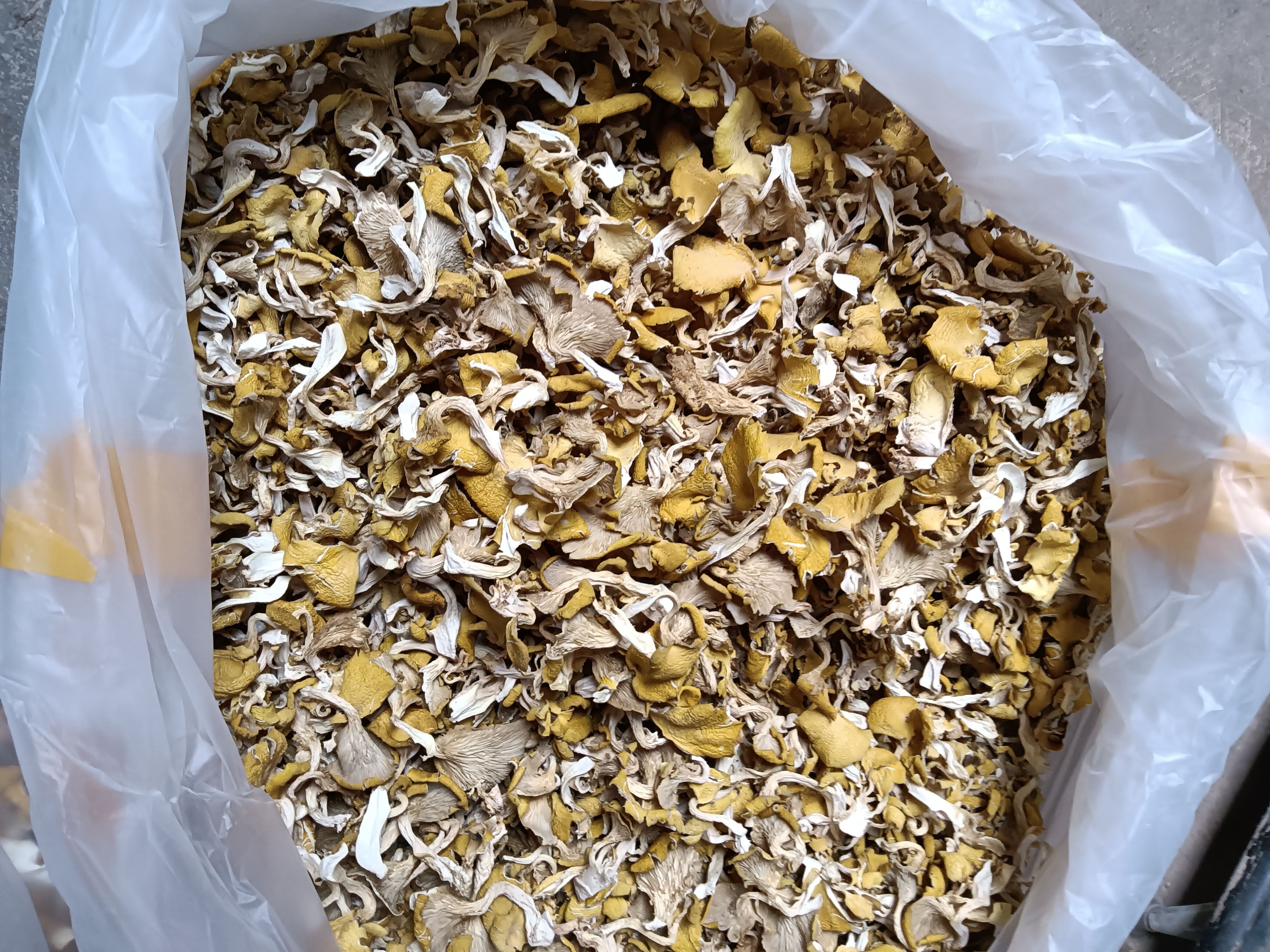 鸡油菌  用的放心