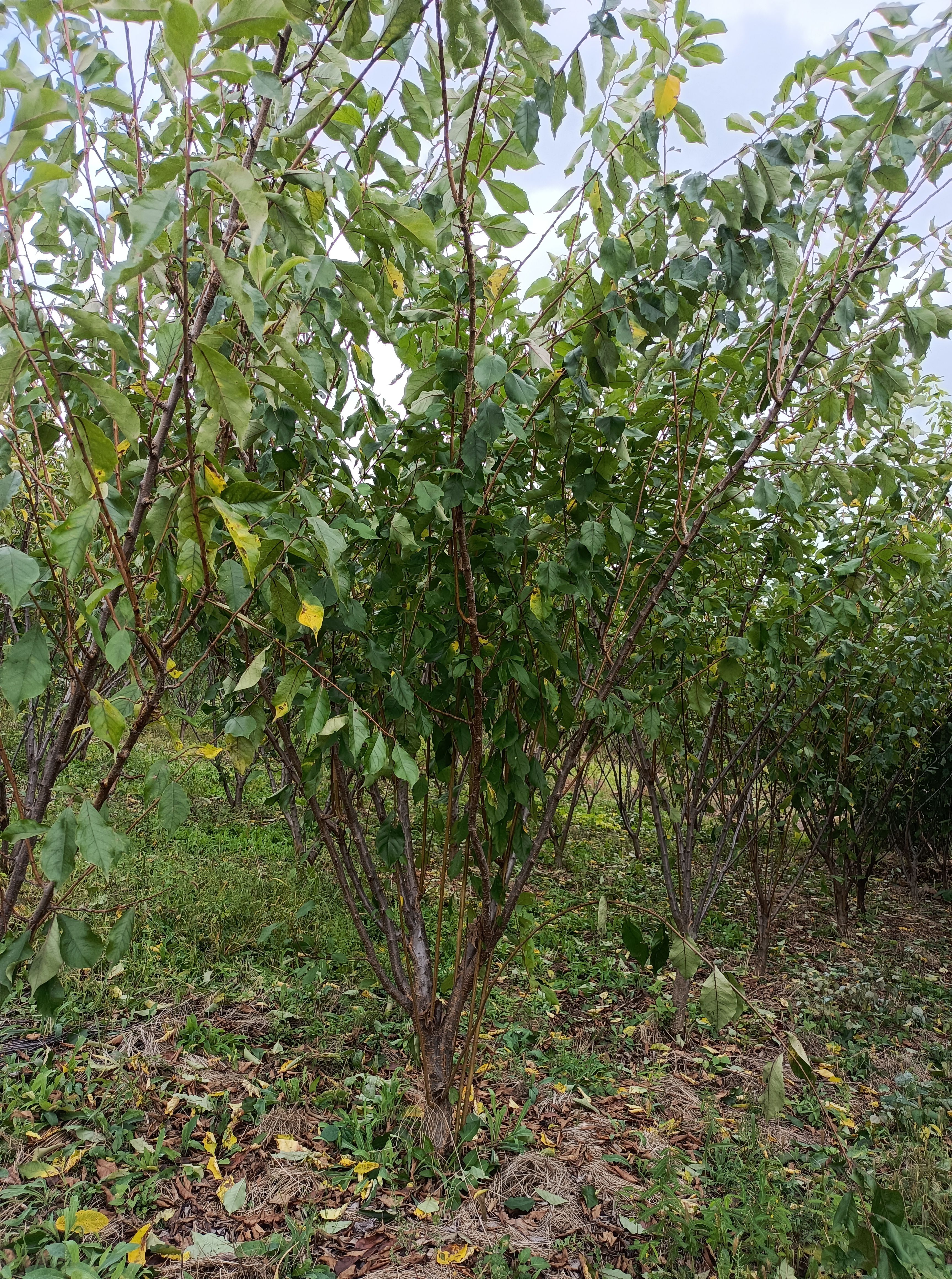 李子树苗  黄李子树，金西梅树，5-7年生，结果期