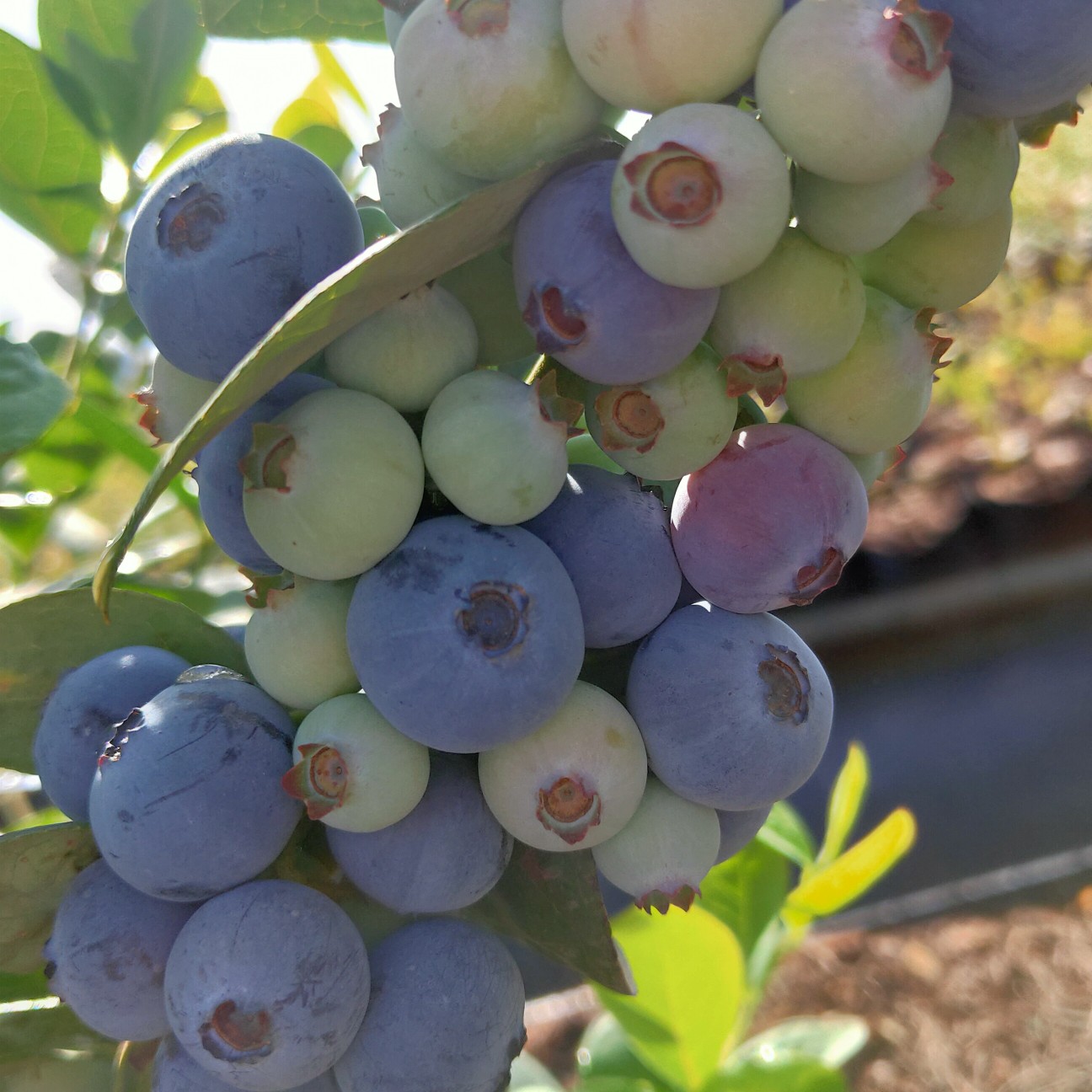 绿宝石蓝莓酸甜度图片