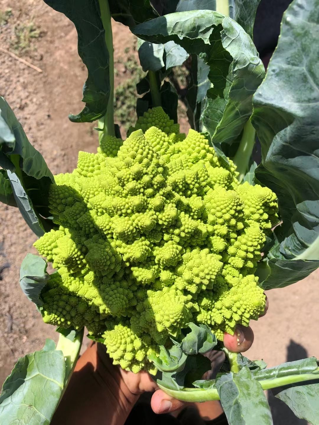 宝塔菜花  现货供应，宝塔花菜，宝塔花椰菜，基地直发