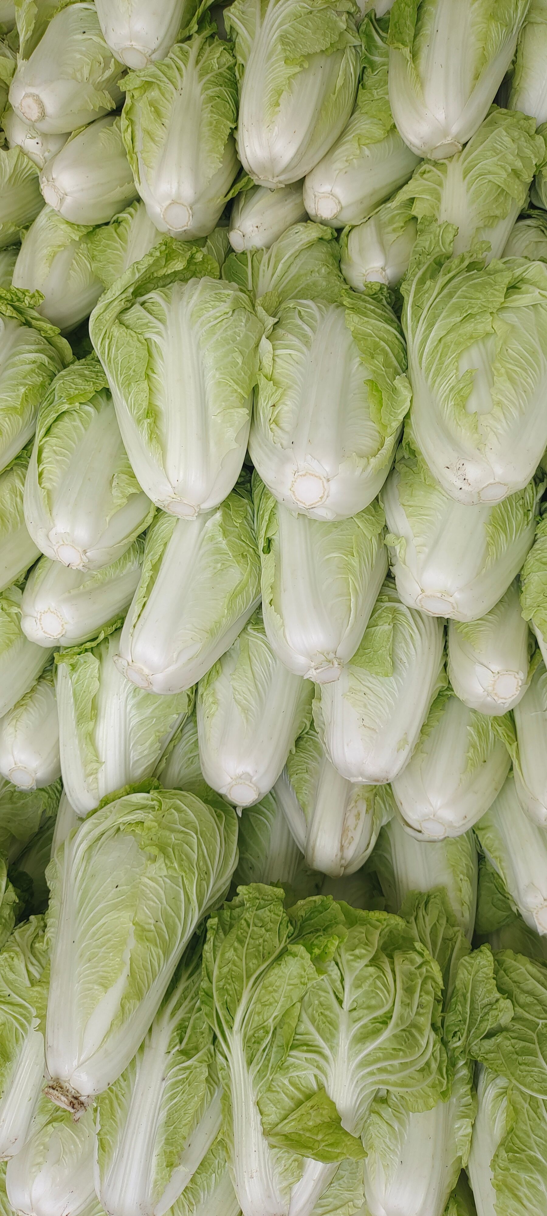 夏阳白菜，山东白菜大量供应，泰安白菜，抗热王白菜