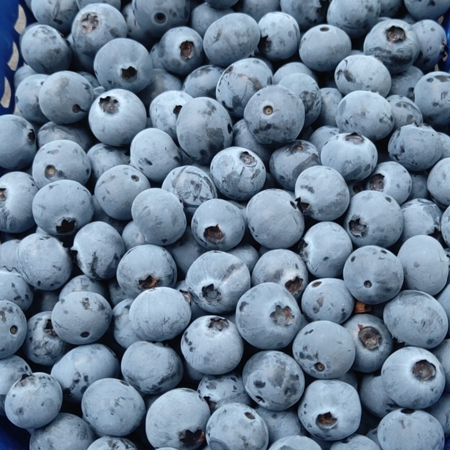 澄江市云南抚仙湖珠宝蓝莓，个大味甜，产地发货，专业品控，货源充足。
