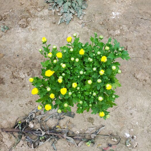 青州市 国庆菊九月菊