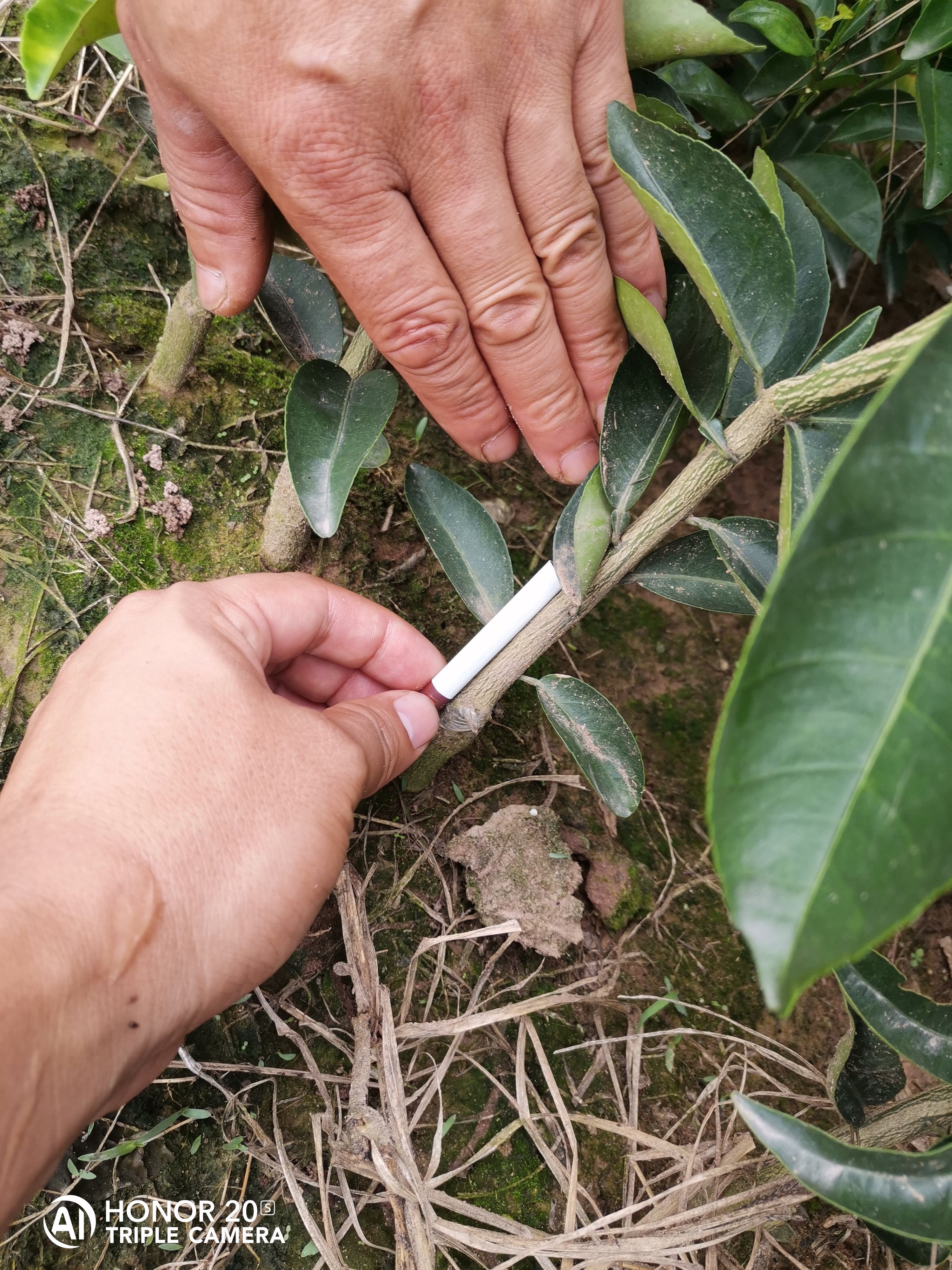 药枳壳苗，大规格药枳壳树，效益高，好管理，收益高。