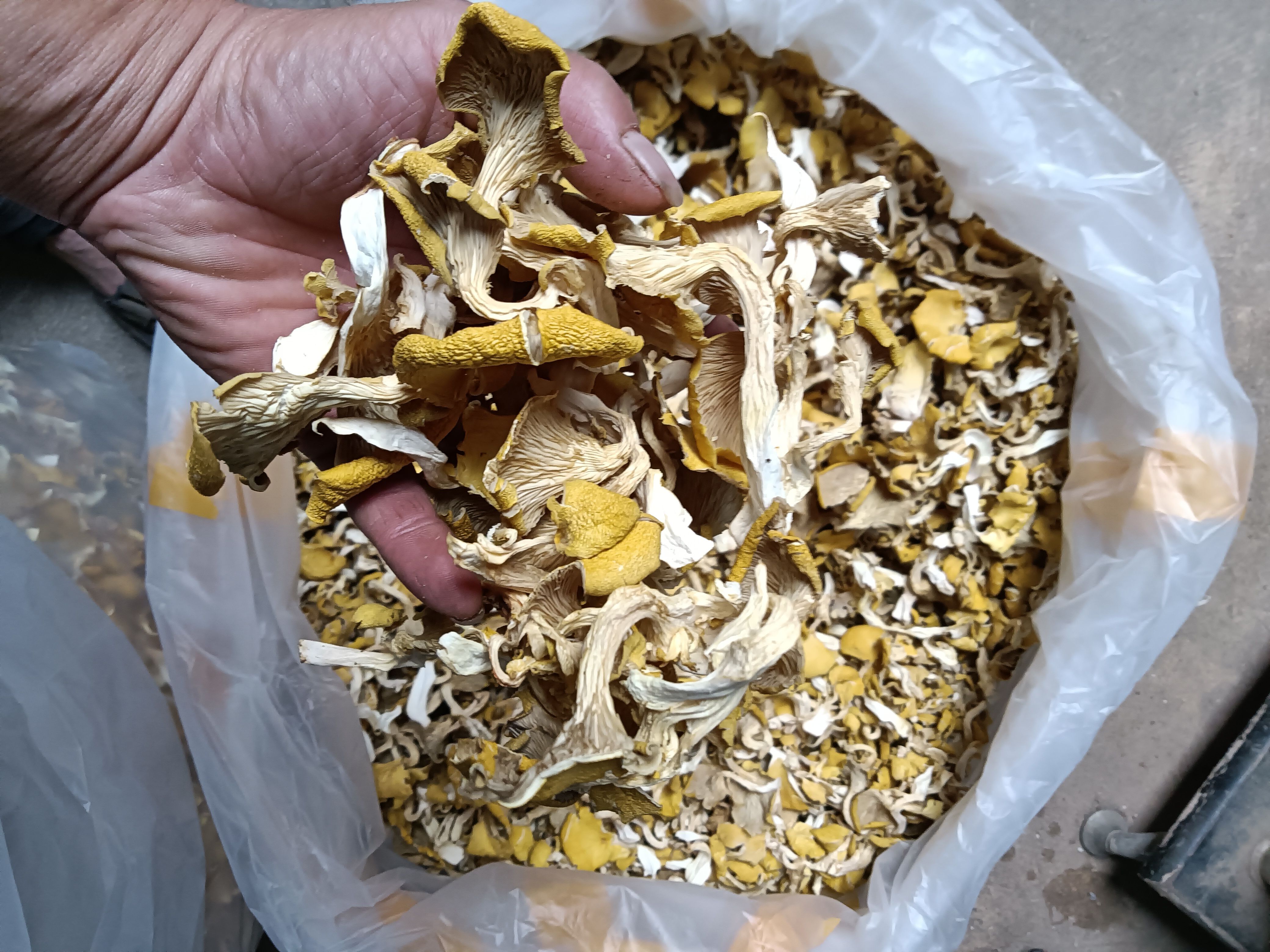 鸡油菌  用的放心