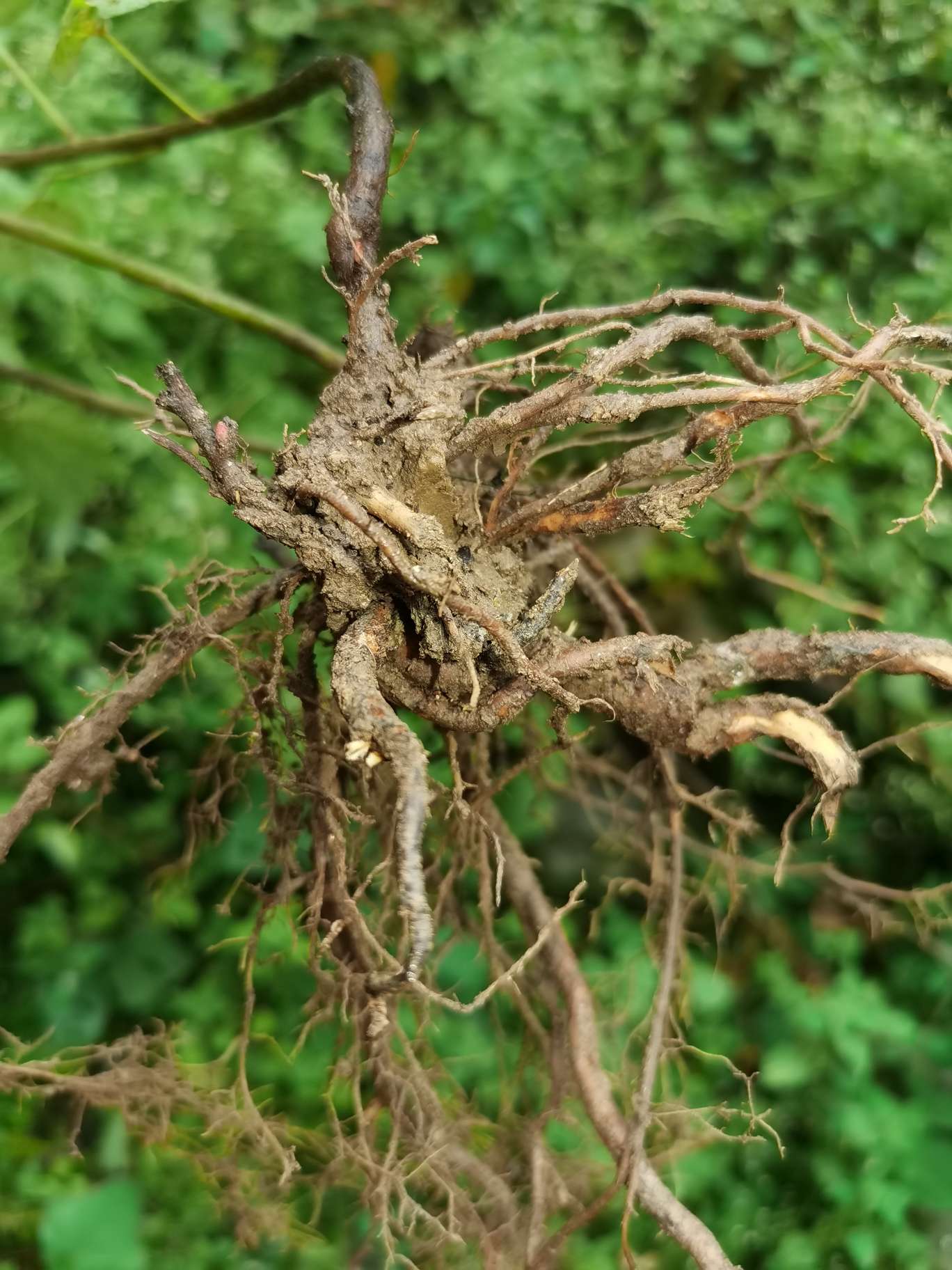 秦岭自生中草药小槐花饿蚂蝗山蚂蝗小儿疳积鲜货干品2斤包邮