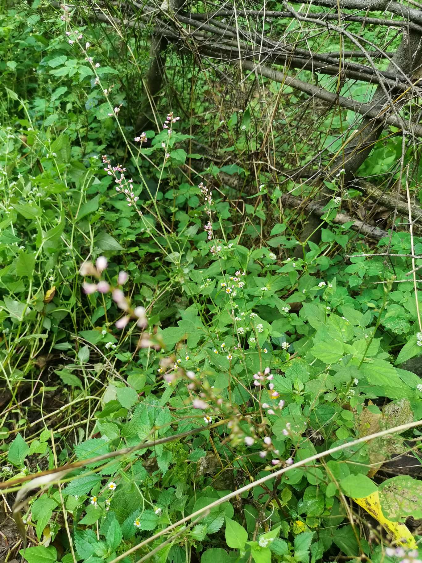 秦岭自生中草药小槐花饿蚂蝗山蚂蝗小儿疳积鲜货干品2斤包邮