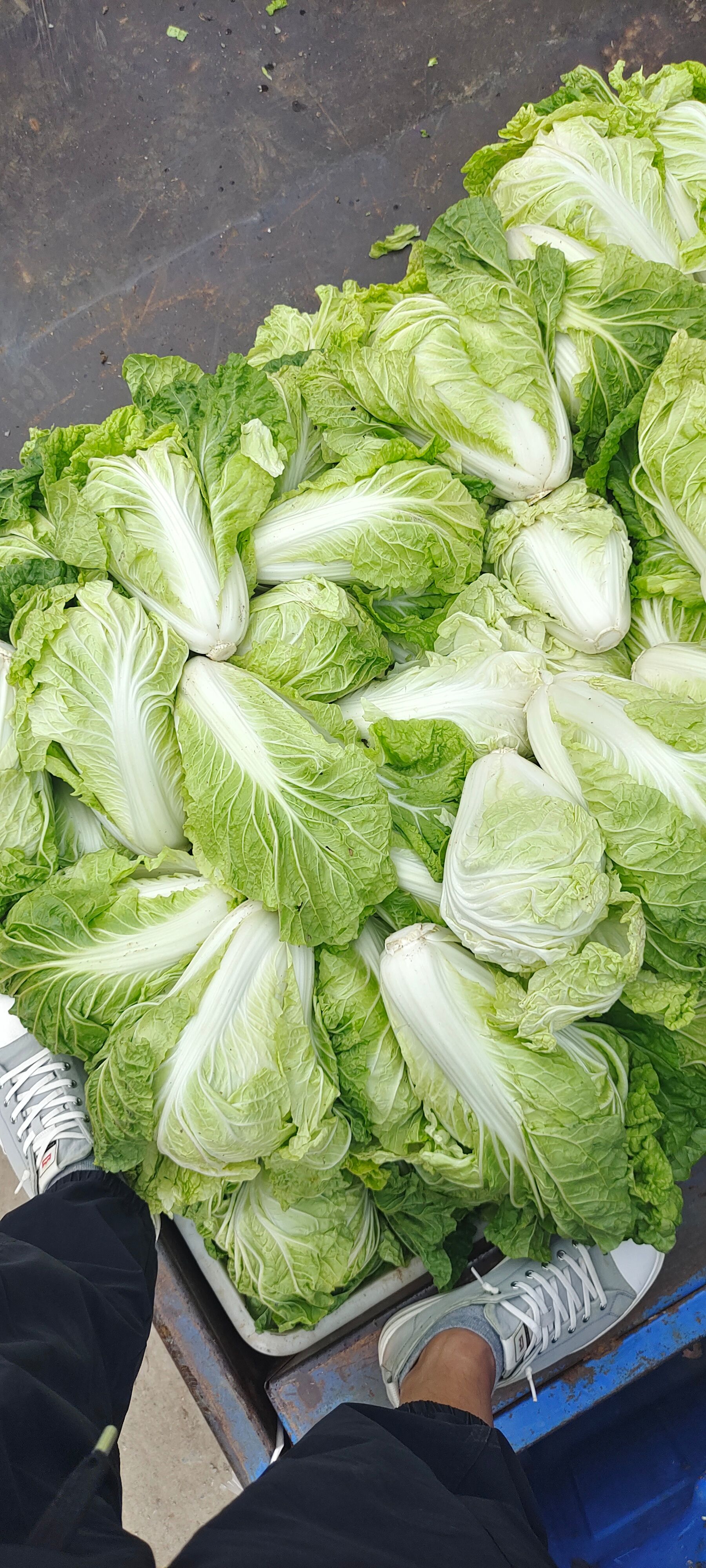 夏阳白菜，山东白菜大量供应，泰安白菜，抗热王白菜