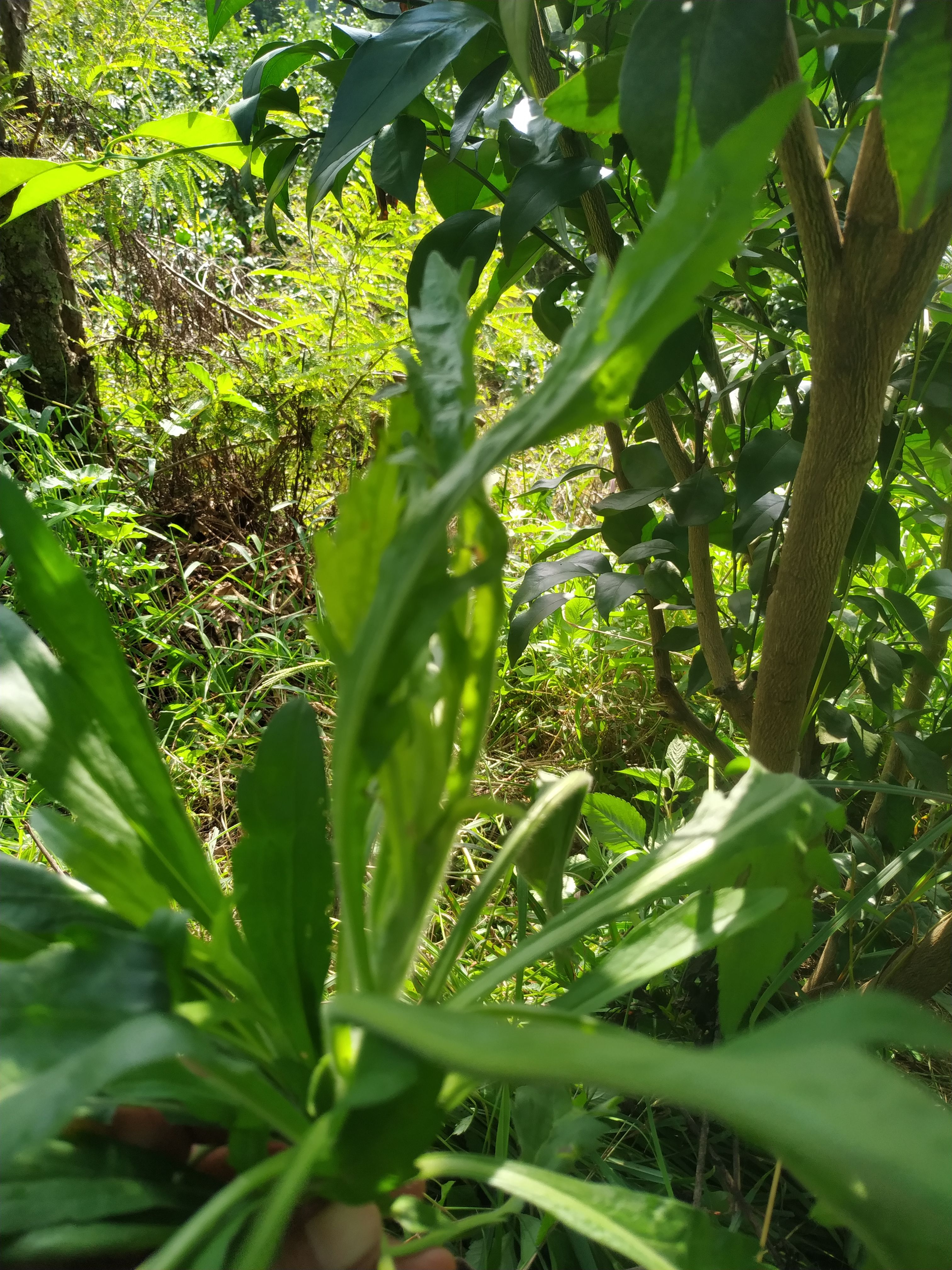 小蓬草  飞蓬草纯，不存在化肥农药，按客户需求鲜干均可以。