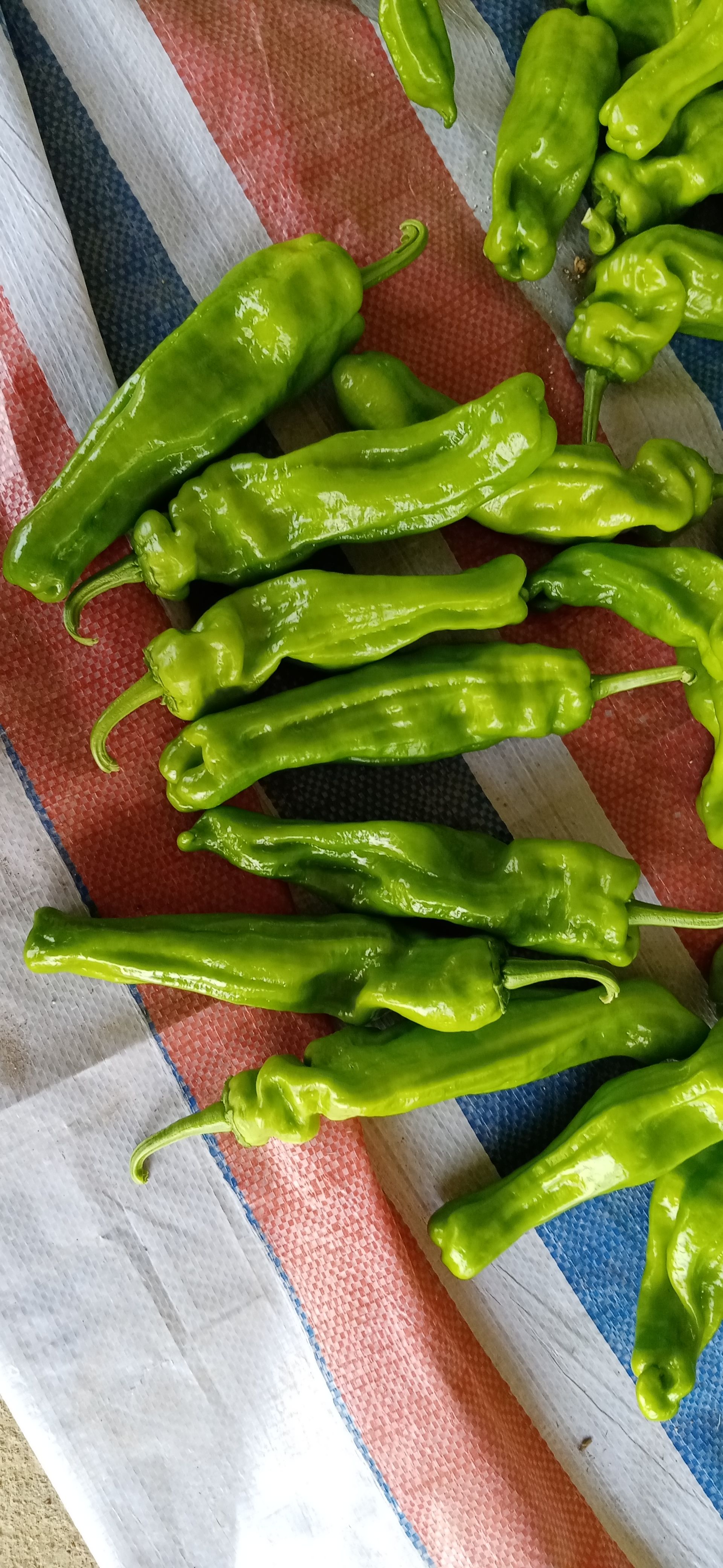 辣椒薄皮芜湖椒