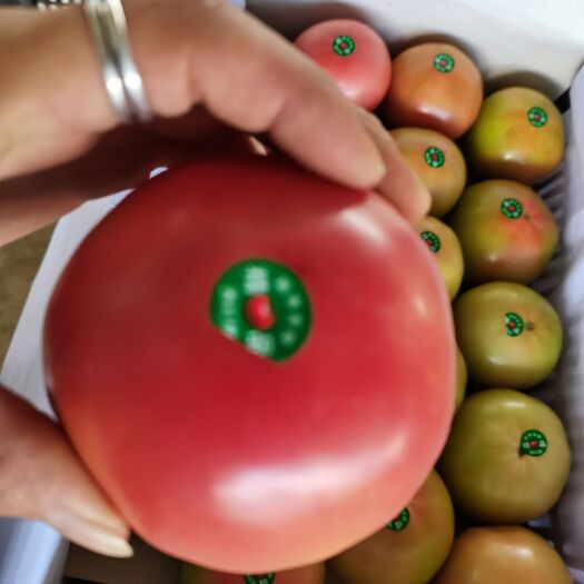 威宁县西红柿 粉果  硬果