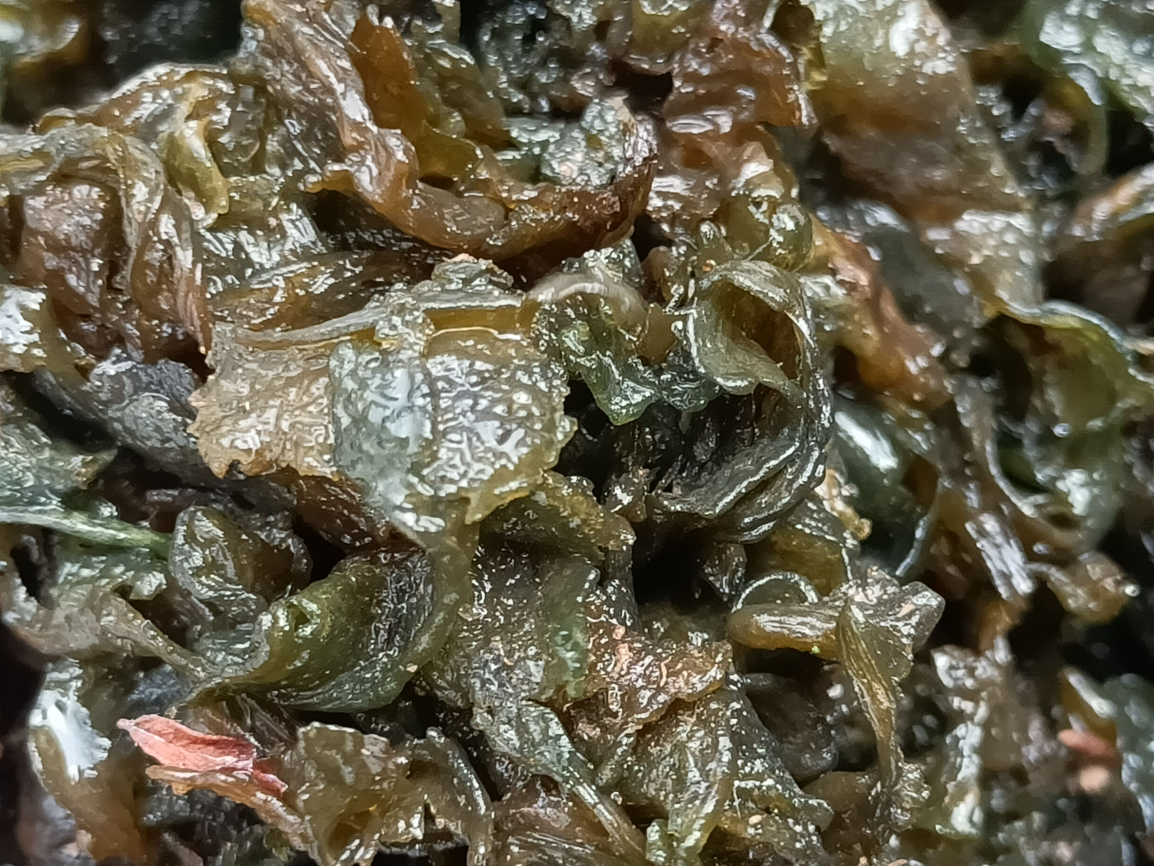 地皮菜  野生地木耳地软