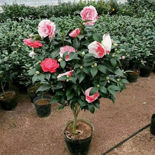 漳平市香妃，红赤丹，五色赤丹，十八学士，黑骑士，茶花苗