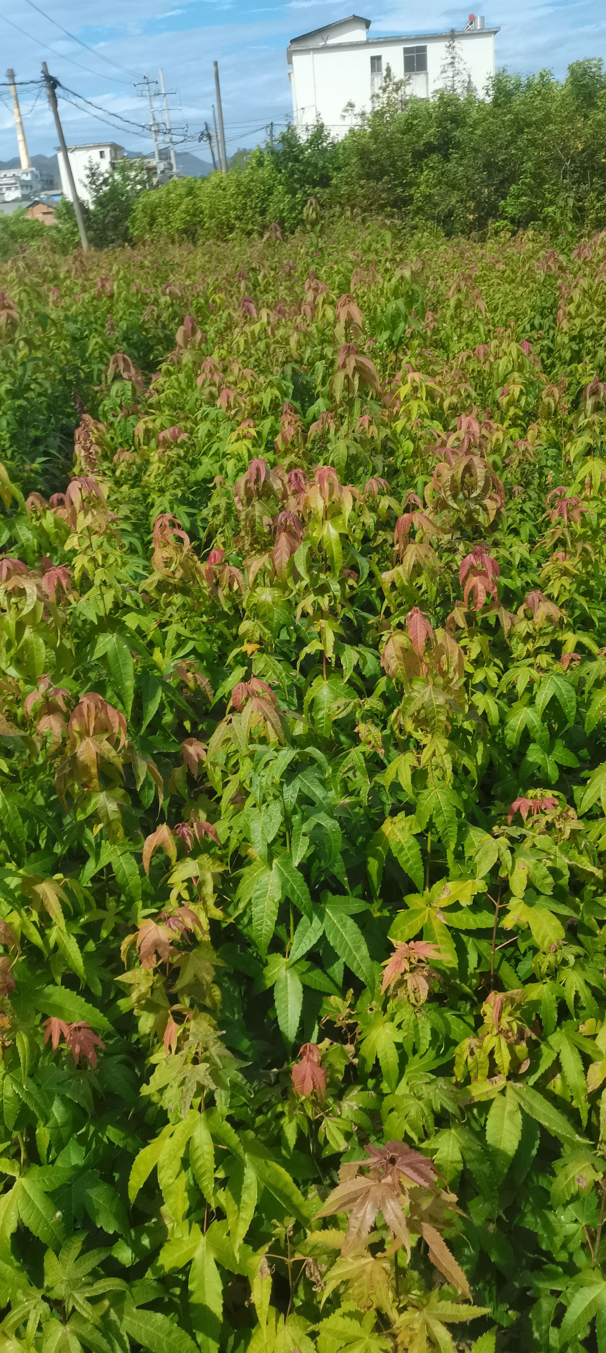 供应一年生青枫小苗，可嫁接红枫，江西青枫小苗价格，基地直供