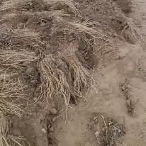 宕昌县羌活苗