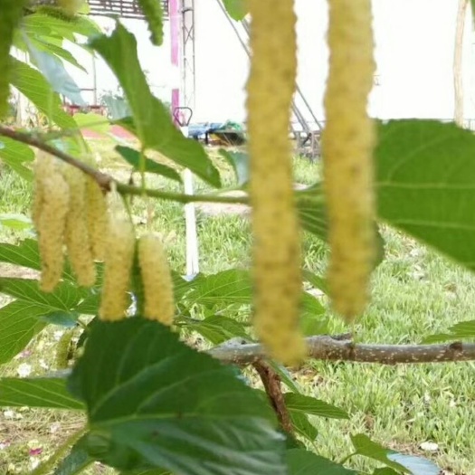 桑树苗  金香蜜果桑苗成熟为黄有牛奶香味，新品种果桑苗