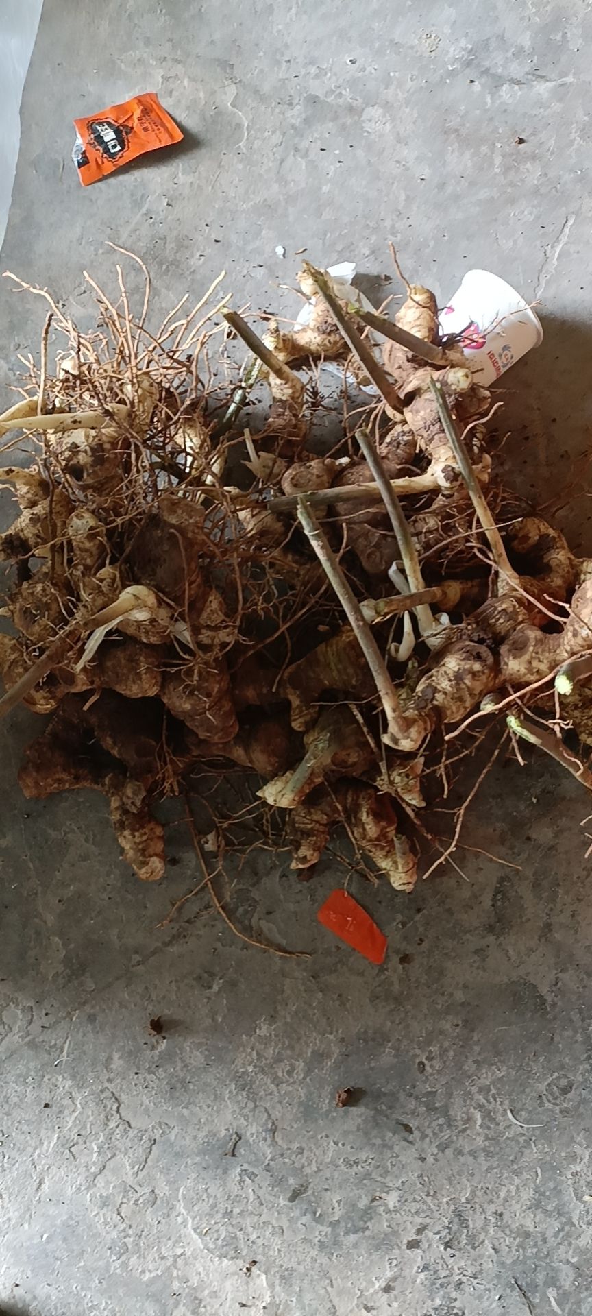 姜形黄精 甜黄精