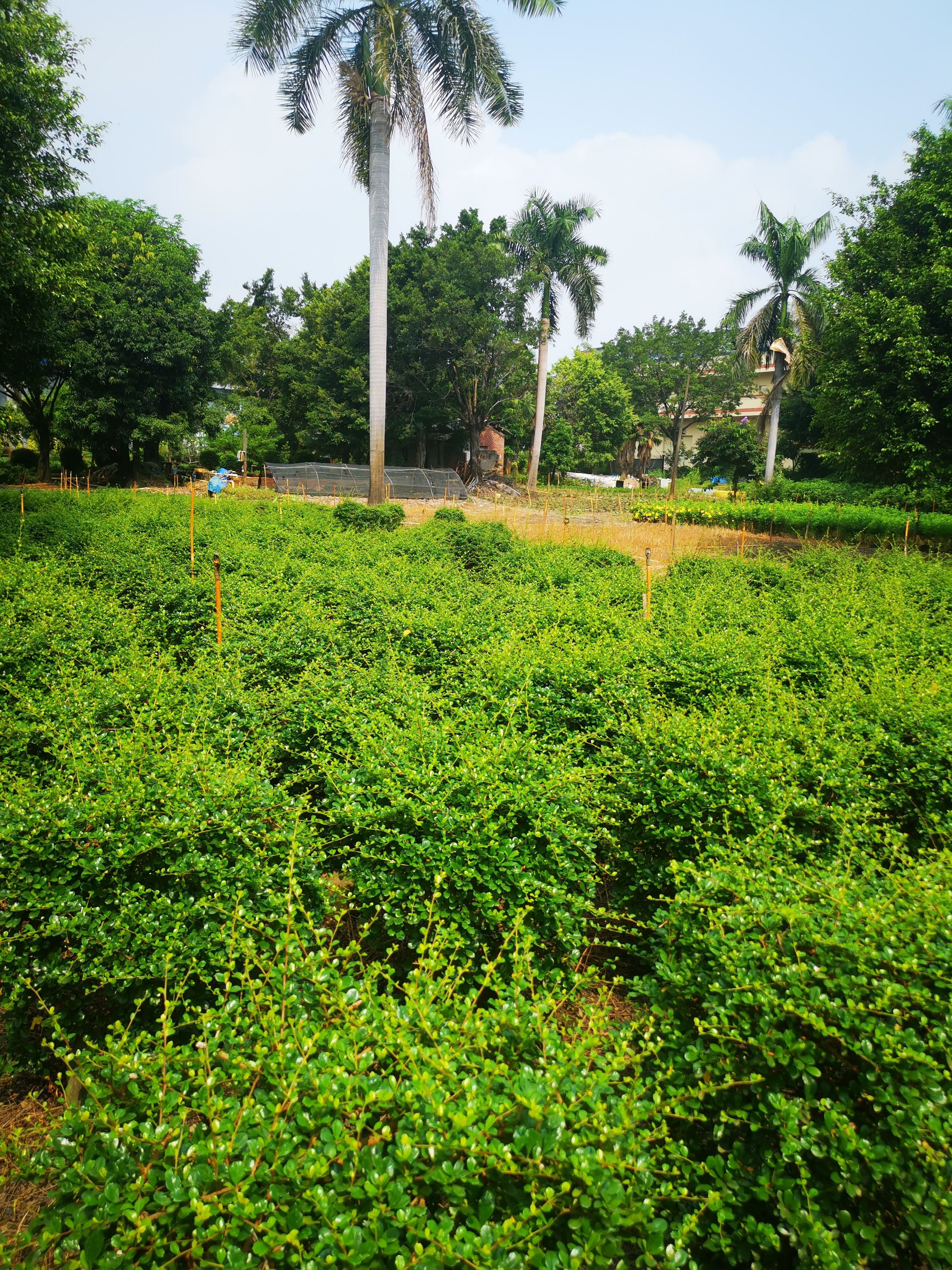 造型福建茶盆栽 福建茶