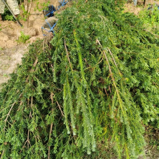 合浦县短叶罗汉松  小叶罗汉松 罗汉松