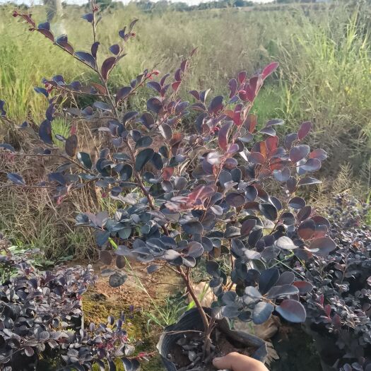 武汉黑珍珠红继木 精品红花继木，大杯苗，基地直销