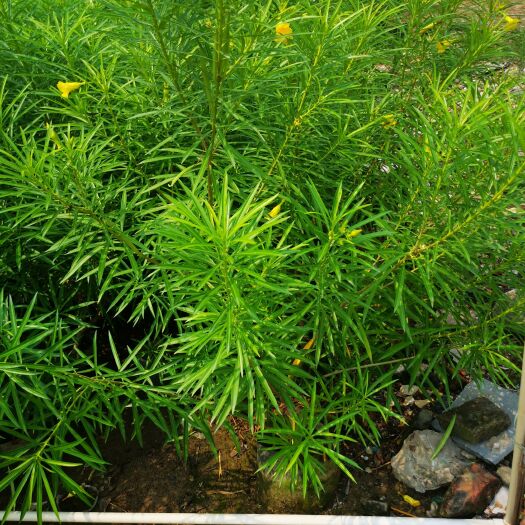 肇庆 黄花夹竹桃