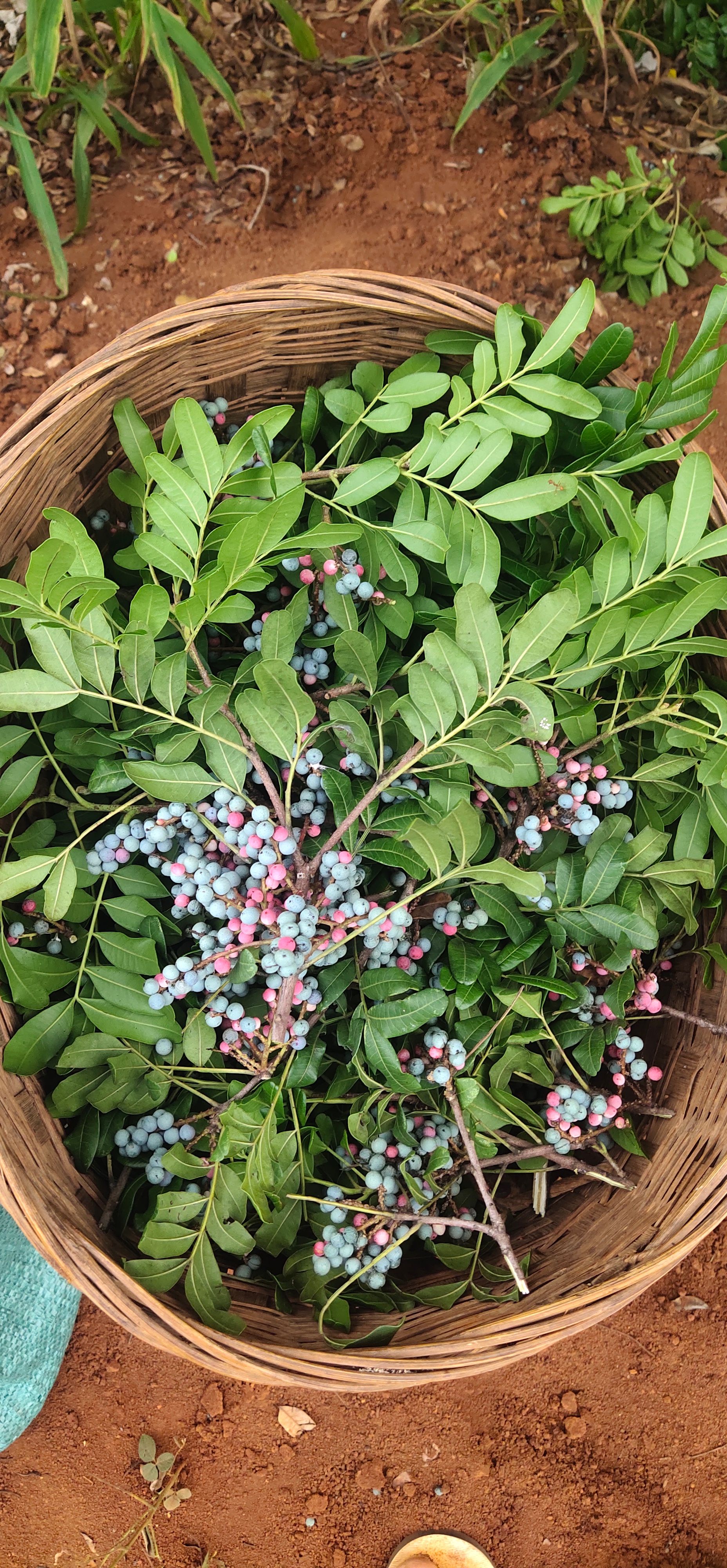 保山 优良清香木种子