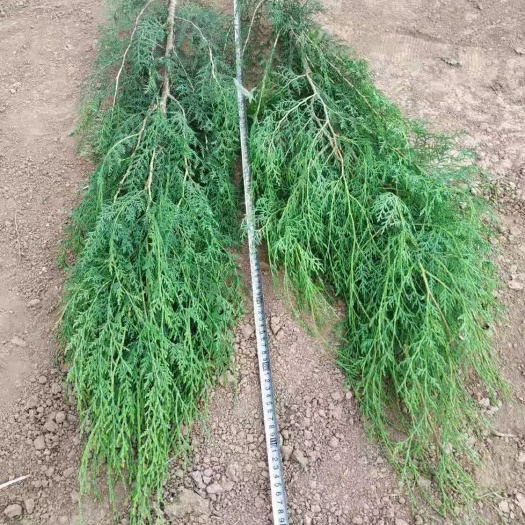 正宁县侧柏苗  侧柏