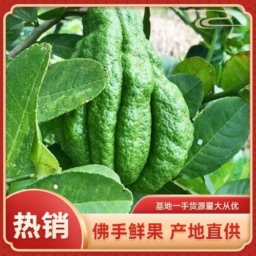 彭州市佛手果  四川佛手基地一手货源，鲜佛手，佛手片各种规格