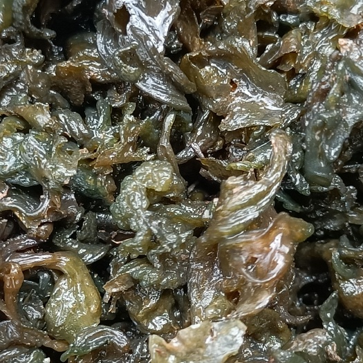 中卫地皮菜  野生地木耳地软