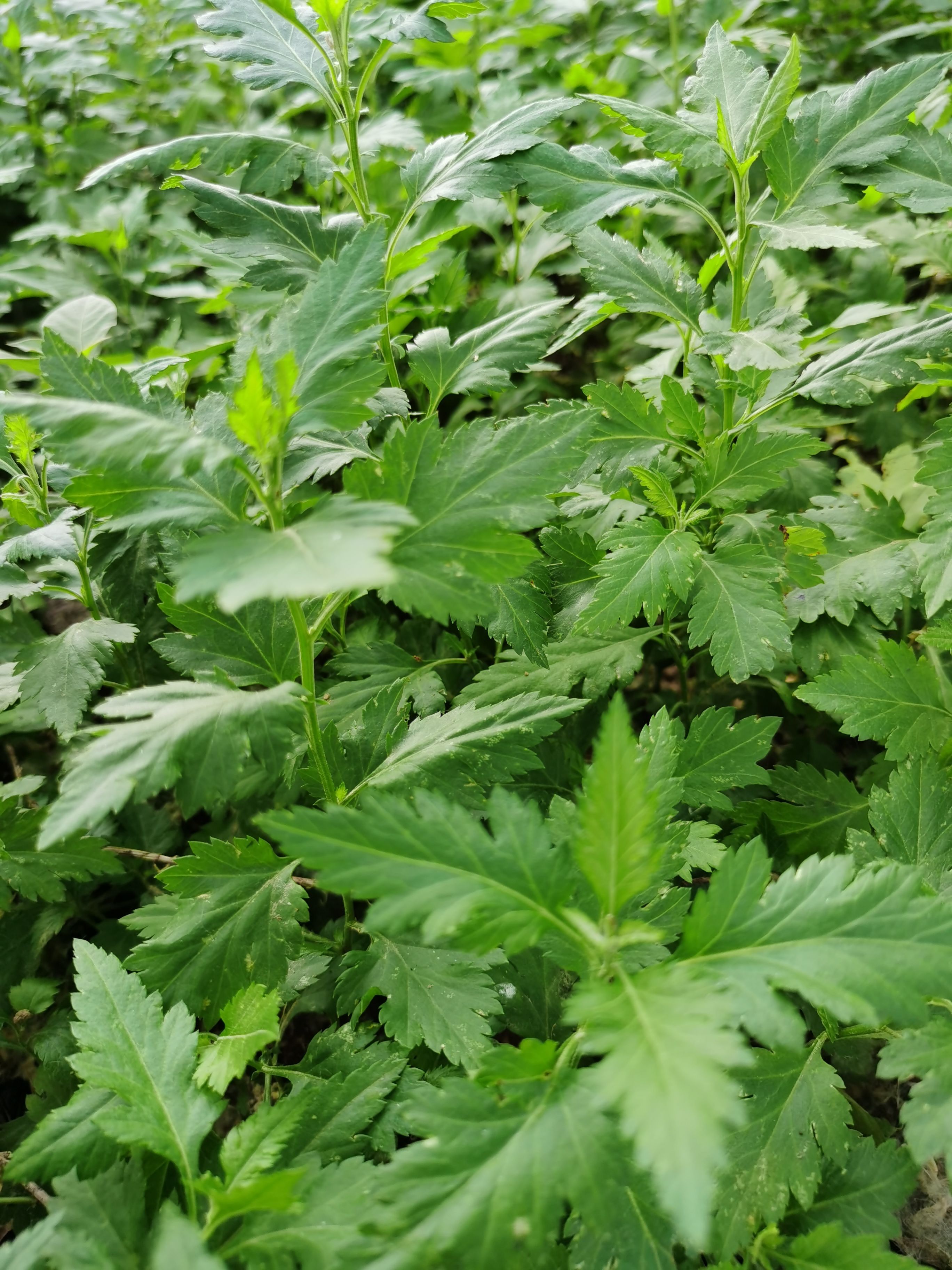 菊花脑苗 菊花脑种苗 多年生 合作社基地直供