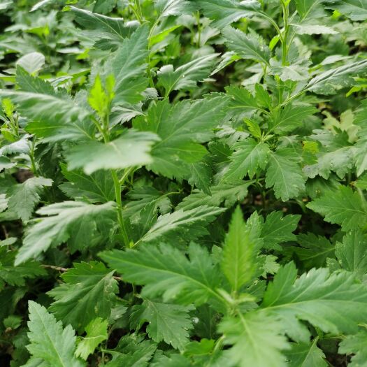 曹县菊花脑苗 菊花脑种苗 多年生 合作社基地直供