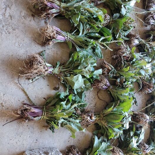 河池车前草
