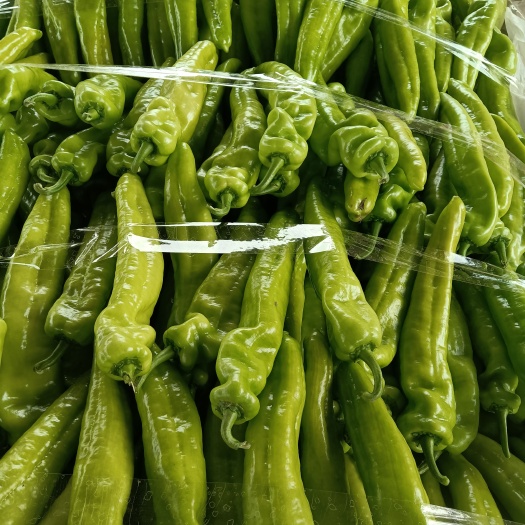 新乐市 产地大量供应黄皮尖椒，大棚的尖椒，质量好，货量大！