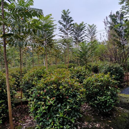 成都 红叶石楠