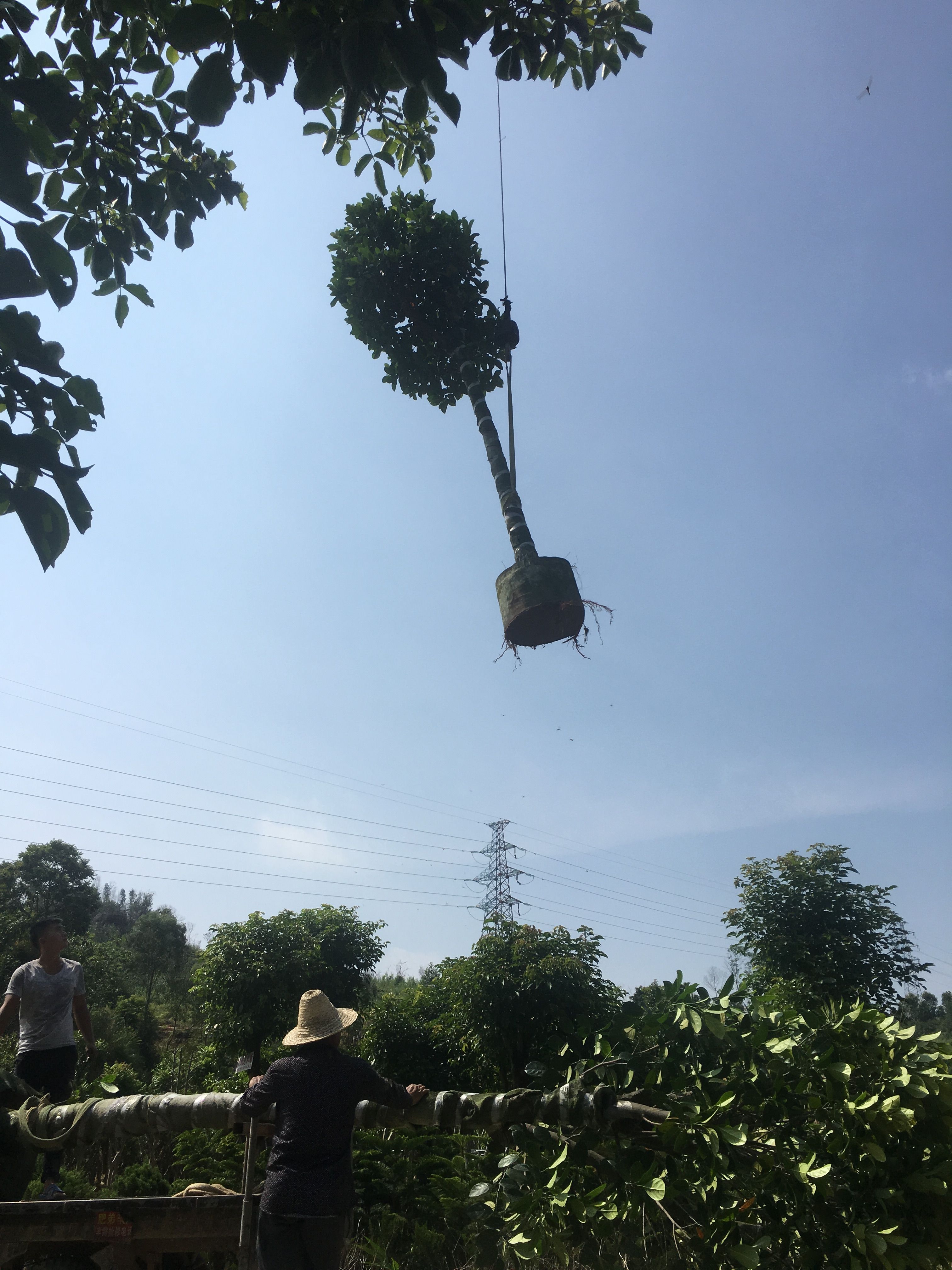 菠萝苗  菠萝蜜树/菠萝蜜，基地直销10-12-15-20分菠萝蜜袋苗