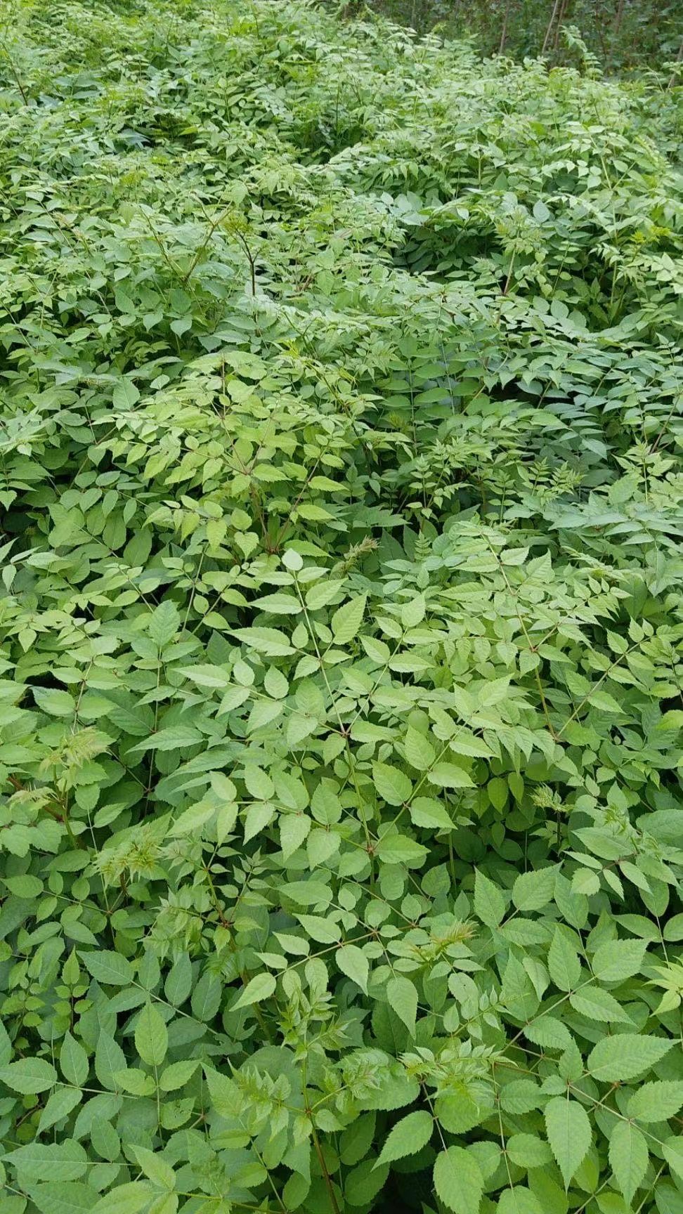 刺老芽苗  刺嫩芽苗，大量出售刺嫩芽苗。需要的联系。