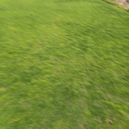 广州草  基地直销，无中间商差价，尺寸，数量少一赔十