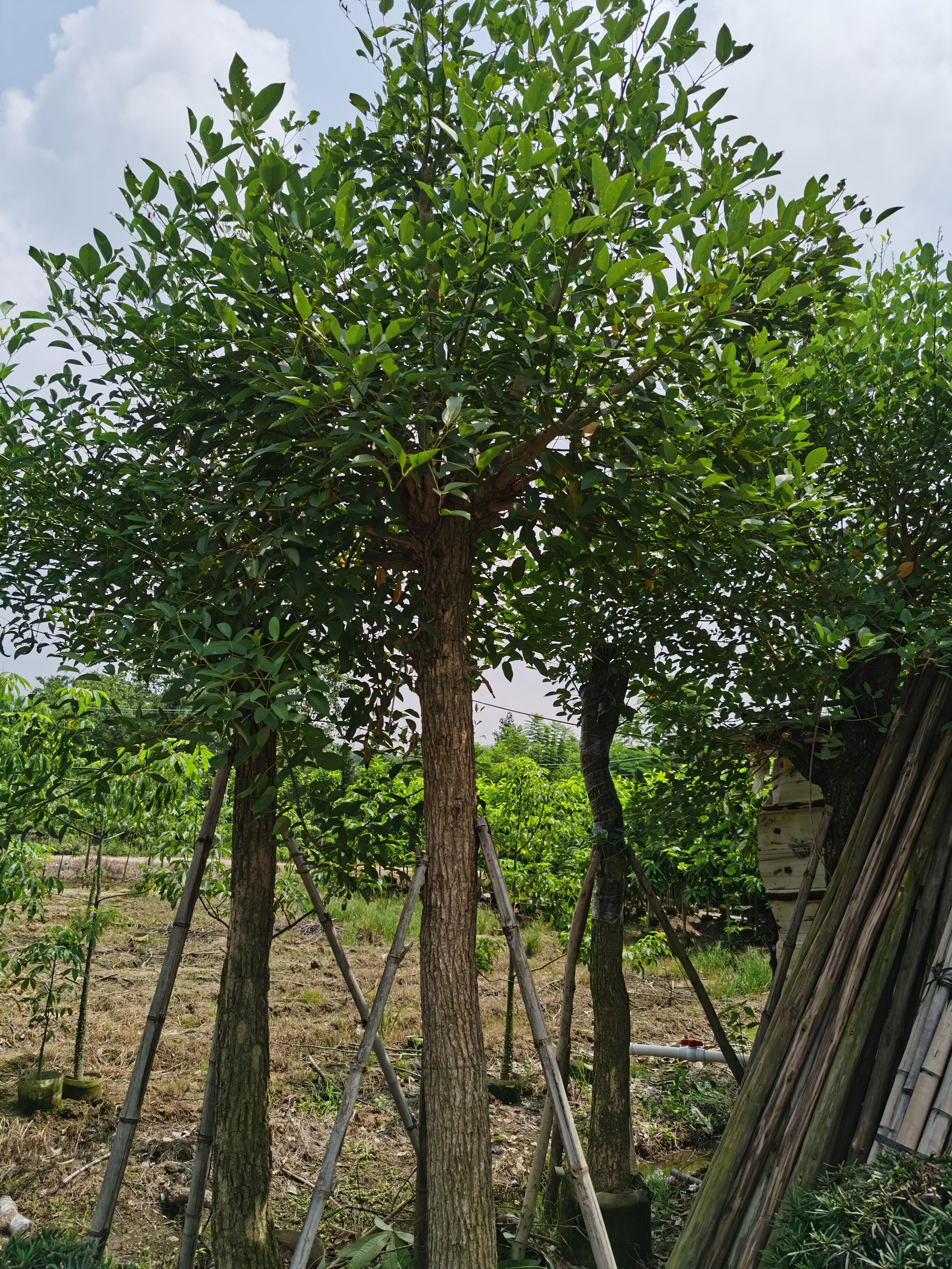 鸡冠刺桐，基地批发10-12-15-20分鸡冠刺桐袋苗