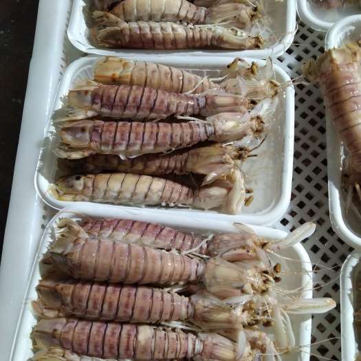 北海 北部湾熟蒸皮皮虾