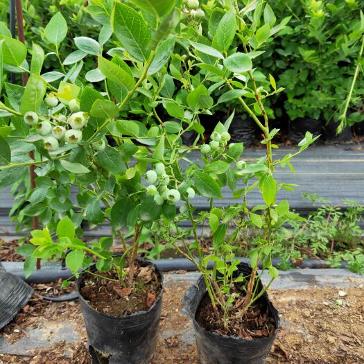 泰安斯巴坦蓝莓苗  蓝莓苗，新品种蓝莓苗，法新，自由，L，醉婆（德雷珀）基地直发