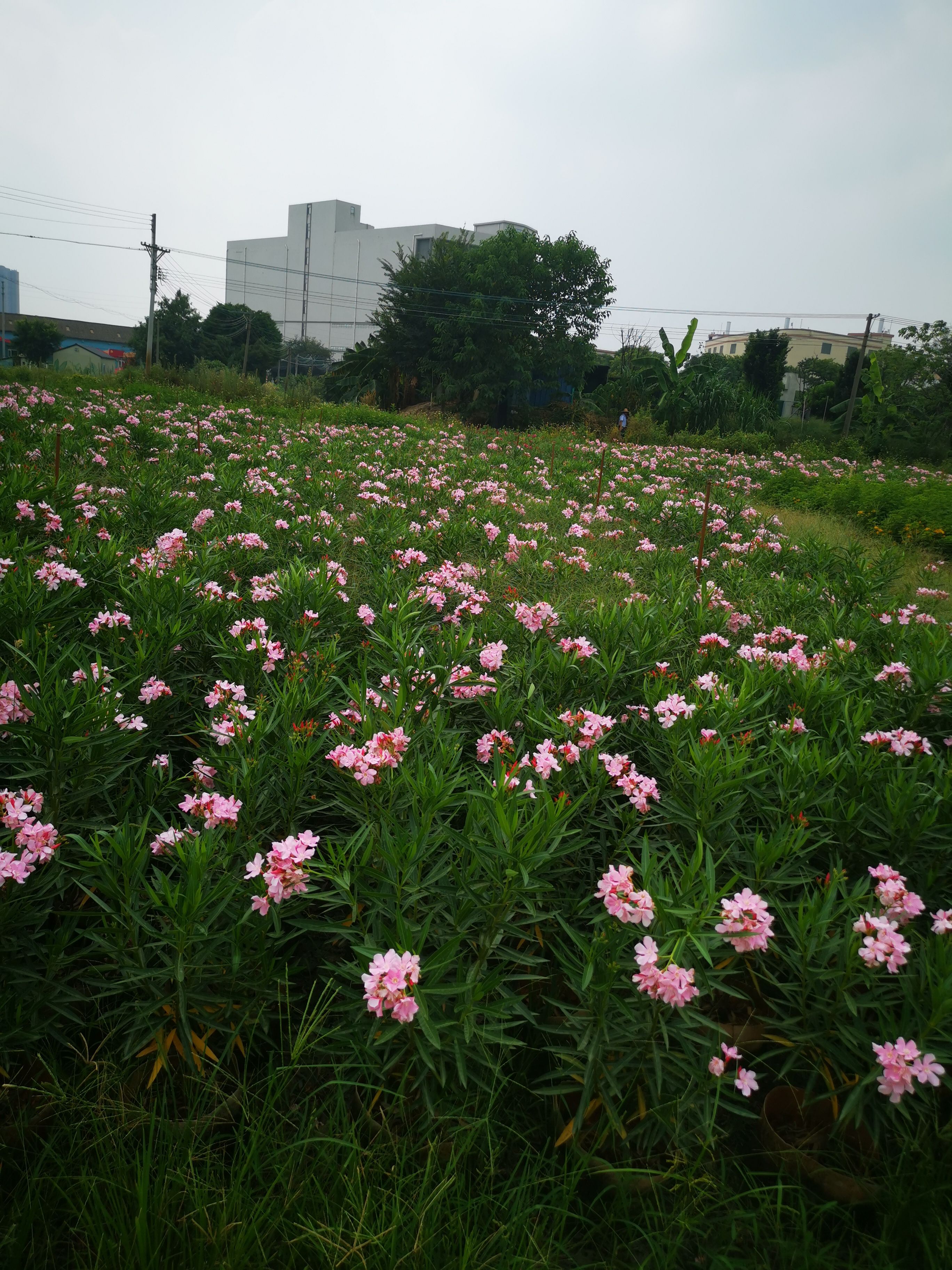  粉花夹竹桃