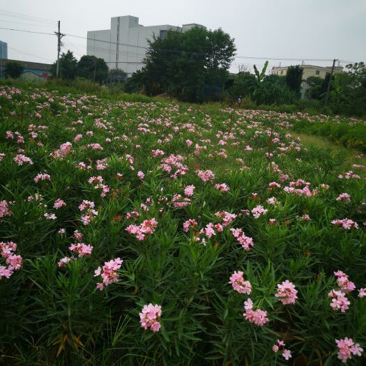 肇庆 粉花夹竹桃