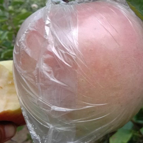 中牟县寒富苹果  红富士苹果 皮薄肉多，肉质细腻 而且有着浓郁的香