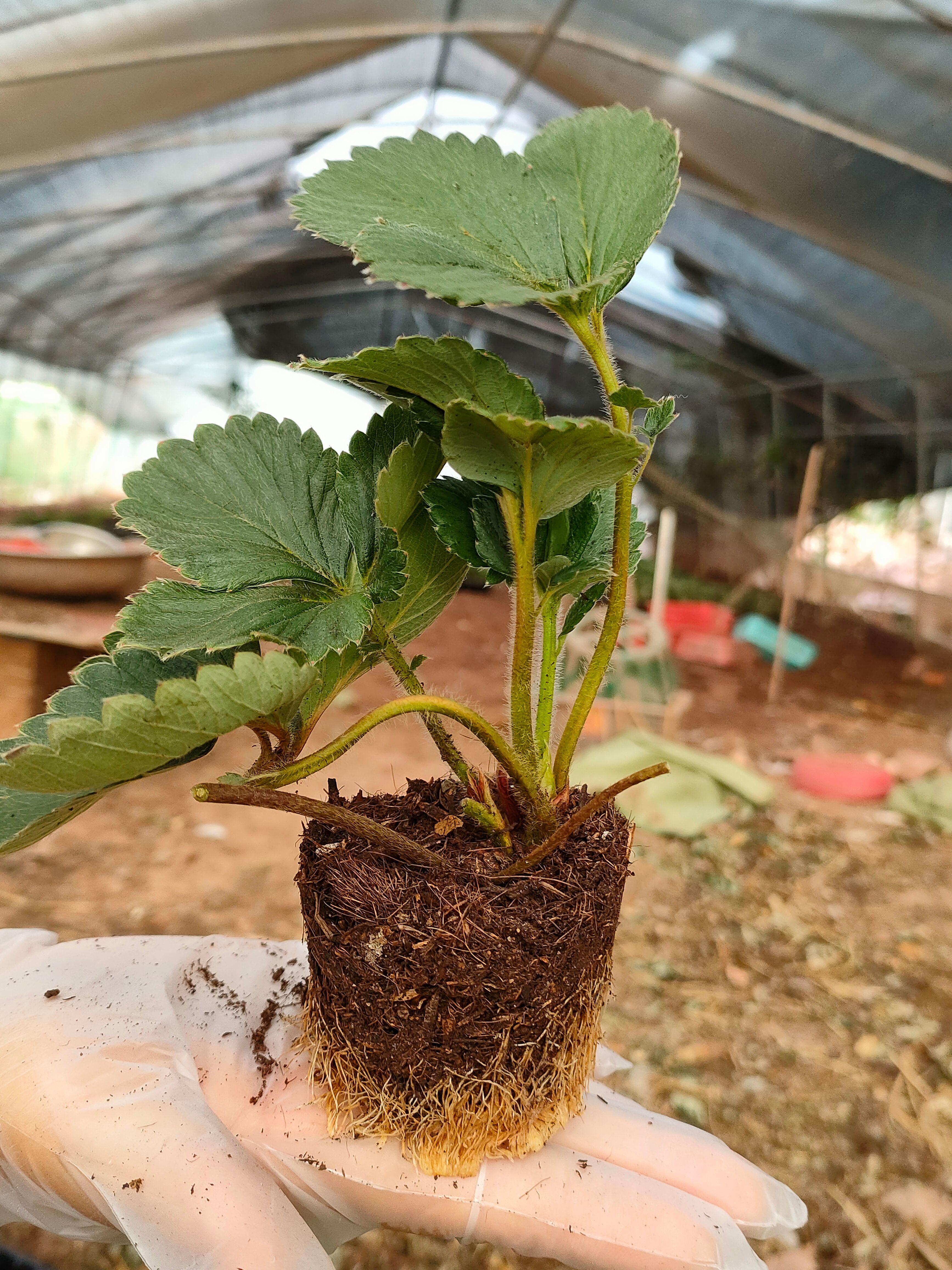 红颜草莓苗  穴盘苗，基质苗，杯苗，红颜草莓种苗